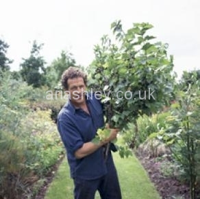 MONTY DON 18