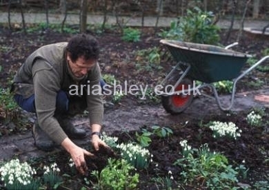 MONTY DON 30